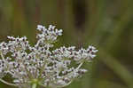 American wild carrot